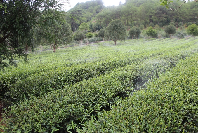 無土栽培，無土栽培技術(shù)，無土栽培設(shè)備