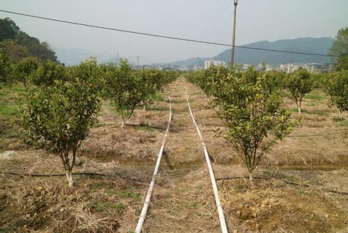 無土栽培，無土栽培技術(shù)，無土栽培設(shè)備